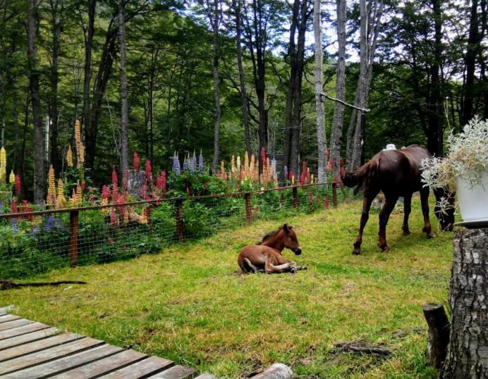 Bosque Holistico Del Fin Del Mundo Ushuaia Exterior foto