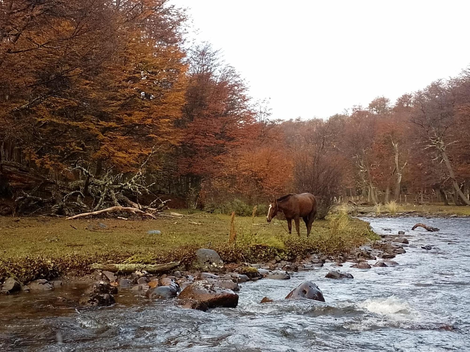 Bosque Holistico Del Fin Del Mundo Ushuaia Quarto foto